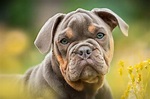 15 Types of Bulldogs: An Owner's Guide to Bully Breeds