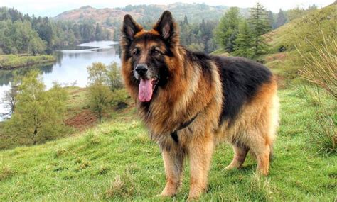 This is because the long. How to look after a Long Haired German Shepherd - Meowlogy