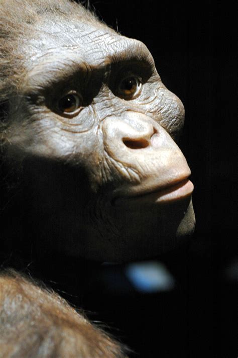 World Famous 'Lucy' Fossil Travels to New York City