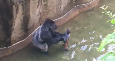 New Footage Emerges Of Harambe The Gorilla Holding Young Boys Hand And