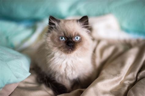 Kitten White Blue Eye Persian Cat Images Image Of Cat