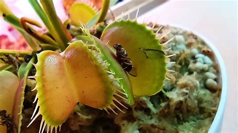 Why Do Venus Flytraps Eat Insects How To Feed Them