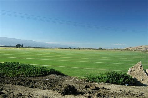 Photo Grass Farm Near Greenfield Salinas Valley