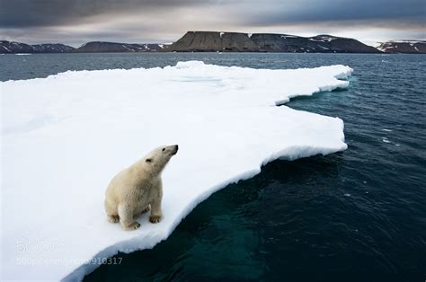Photograph Polar Bear On Melting Ice By Paul Souders Worldfoto On 500px