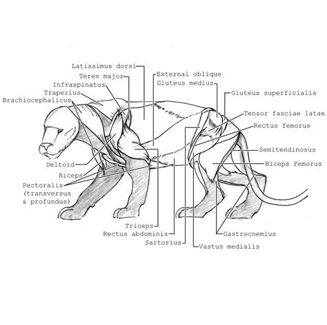 Bengal Tiger Skeletalmuscular System