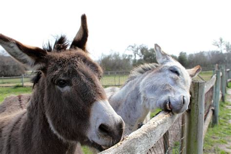 Two Donkeys Stock Photo Image Of Donkeys Friends Obstinate 43608562