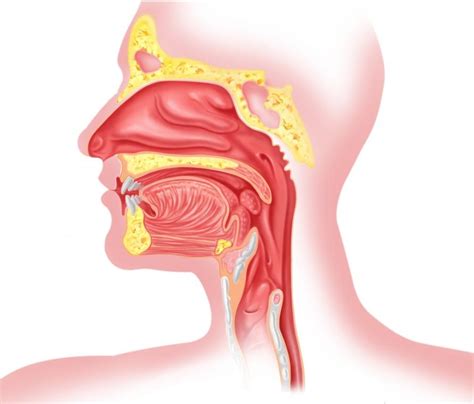 Throat Anatomy Throat Parts Pictures Functions HealthMD