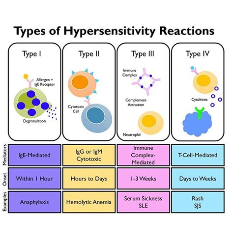 Types Of Hypersensitivity Reactions Malayhisab