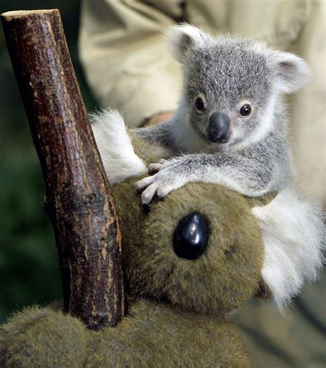 Baby Koala Cute Animals Animals Cute Baby Animals