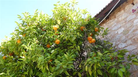 We did not find results for: Bitter Orange Tree: The short, bushy trees with the glossy ...