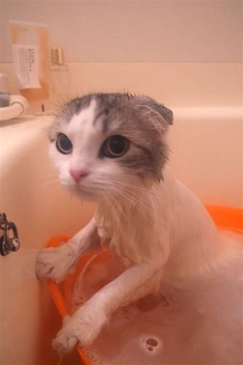 Wedding World Cute Scottish Fold Kitten