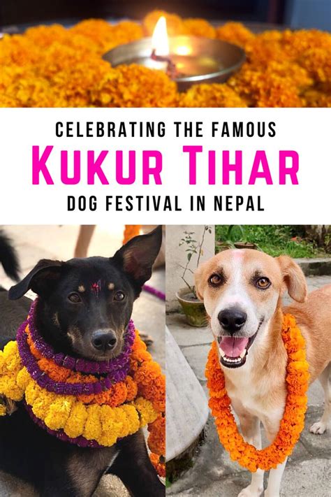Celebrating Kukur Tihar The Nepal Dog Festival Nepal Festival