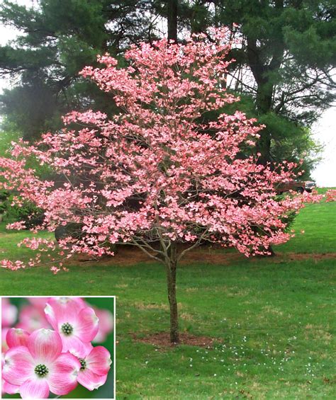 Pink Flowering Dogwood — Affordable Trees