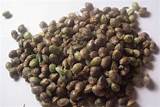 Photos of Can I Buy Marijuana Seeds