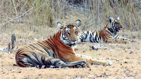 Indias Tiger Count Bandipur Second Nagarahole Third Star Of Mysore