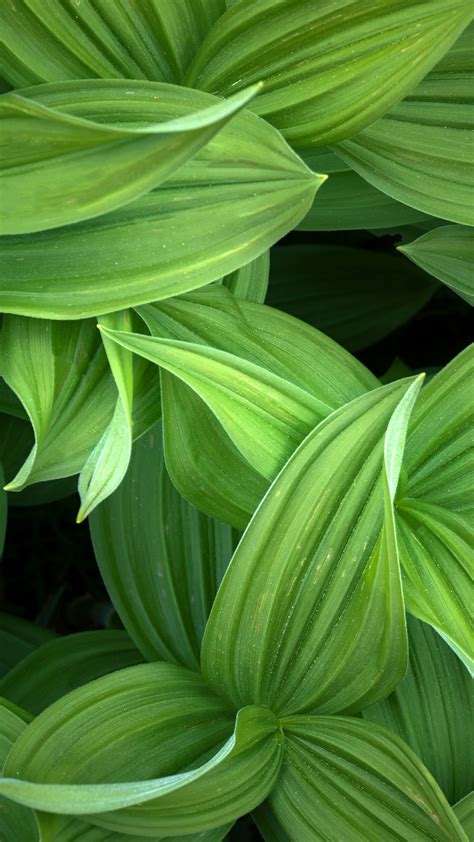 Green Leaves Wallpaper 4k Closeup Plant 5k Nature 2939