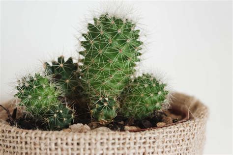 How To Grow And Care For Indoor Cactus