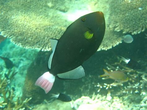 Pink Tailed Triggerfish Photo