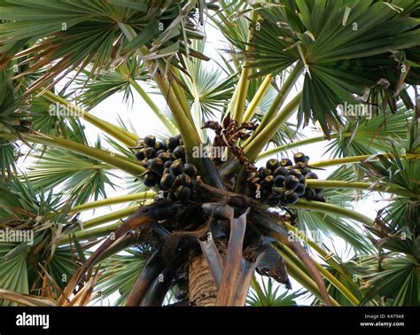 Sugar Palm Tree With Bunches Of Sugar Palm Fruits Thailand Stock Photo