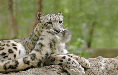 10 Wholesome Pics Of Snow Leopards Who Love Biting Their Fluffy Tails