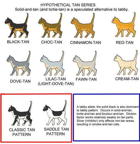 Cat colour and pattern charts and article, very detailed and thorough! COLOUR AND PATTERN CHARTS This gene has not yet been seen ...