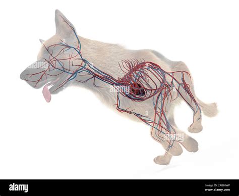 Dog Circulatory System Cut Out Stock Images And Pictures Alamy