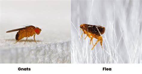 What Are Some Bugs That Look Like Fleas Photo Comparisons