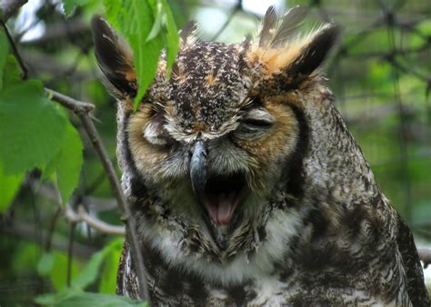 Img5412a A Great Horned Owl Yawning In The Childrens Zoo Flickr