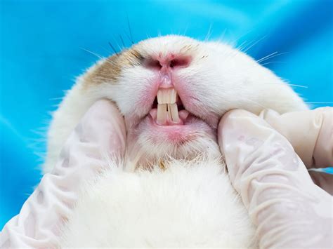 Checking Your Rabbits Teeth Rabbit Care Rabbits Guide Omlet Us