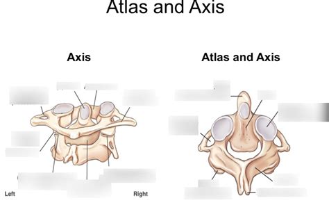 Anatomy Of Atlas And Axis Diagram Quizlet