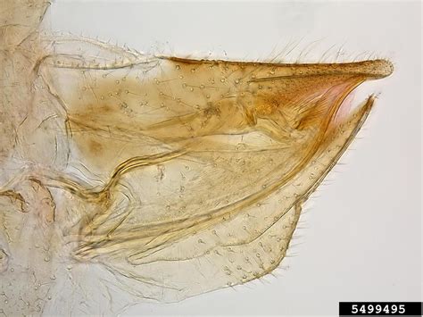 Asian Citrus Psyllid Diaphorina Citri