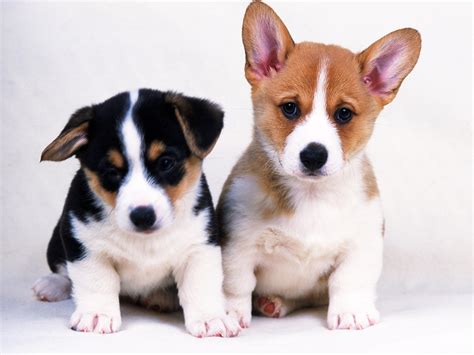 Two Little Dogs Wallpapers And Images Wallpapers Pictures Photos