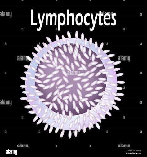 The Structure Of The Lymphocyte Lymphocytes Blood Cell White Blood