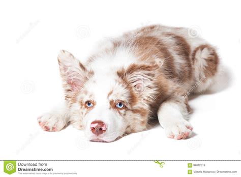 Red Merle Border Collie Puppy Portrait On White Background Stock Photo