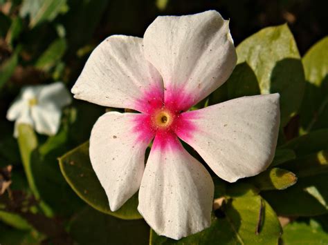 Periwinkles have long stems of glossy evergreen foliage in plain green or variegated with white, yellow, or cream, which provide colour and interest all year round. Madagascar Periwinkle Flower | Catharanthus roseus ...