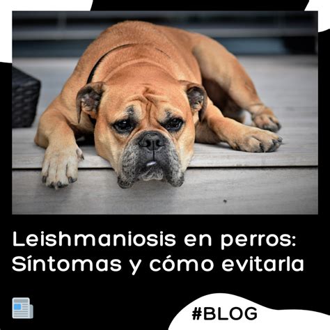Leishmaniosis en perros Síntomas y cómo evitarla Farmavet
