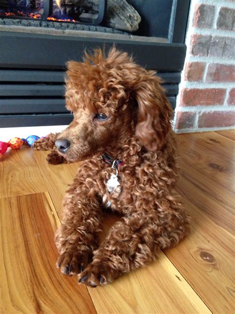 Charlie Red Miniature Poodle 6 Months Just Dogs That Is All