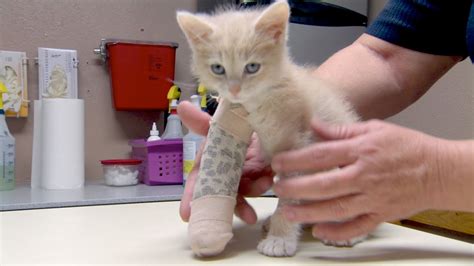 This is called a compound fracture. Saving a 7-Week-Old Kitten's Broken Leg - YouTube