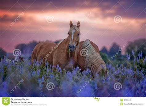 Horses In Flowers Field At Sunrise Stock Photo Image