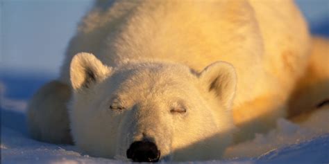 Invite A Polar Bear Into Your Bed This Nye Huffpost