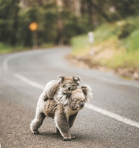 Importing cats to australia can be complicated as they have strict conditions that must be met. Photos Of Adorable Australian Animals For a Much Better ...