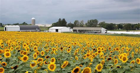 Sunflower Producers Making Good Harvest Progress
