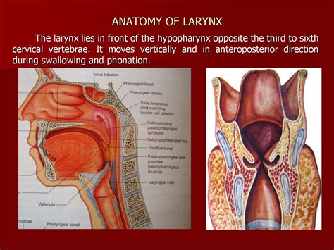 What is larynx function in respiratory system. Clinical anatomy, physiology and methods of examination of ...