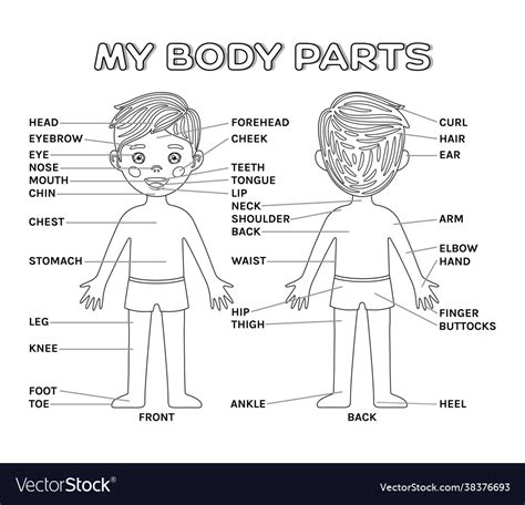 Poster Cartoon Boy And My Body Parts Front Back Vector Image