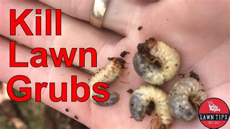 How To Kill And Prevent African Black Beetle In The Lawn Lawn Grubs