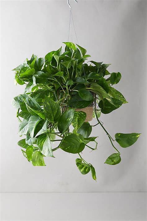 Best Hanging Plants For Home