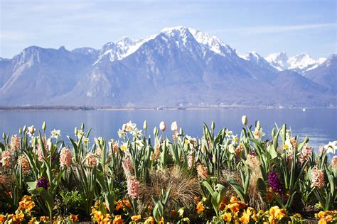 Free Images Switzerland Flower Natural Landscape Nature