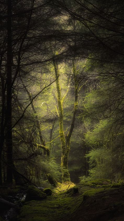 Download Wallpaper 2160x3840 Forest Fog Trees Branches Moss Samsung