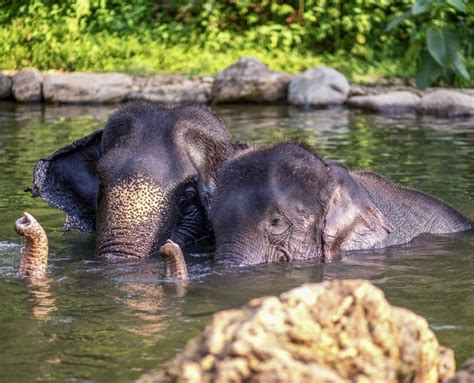 About Us Phang Nga Elephant Park