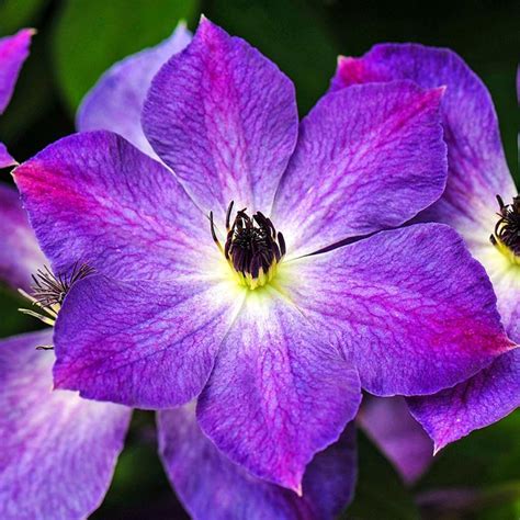 Vine with purple flowers arizona. 4 Petal Purple Flower Vine | Best Flower Site